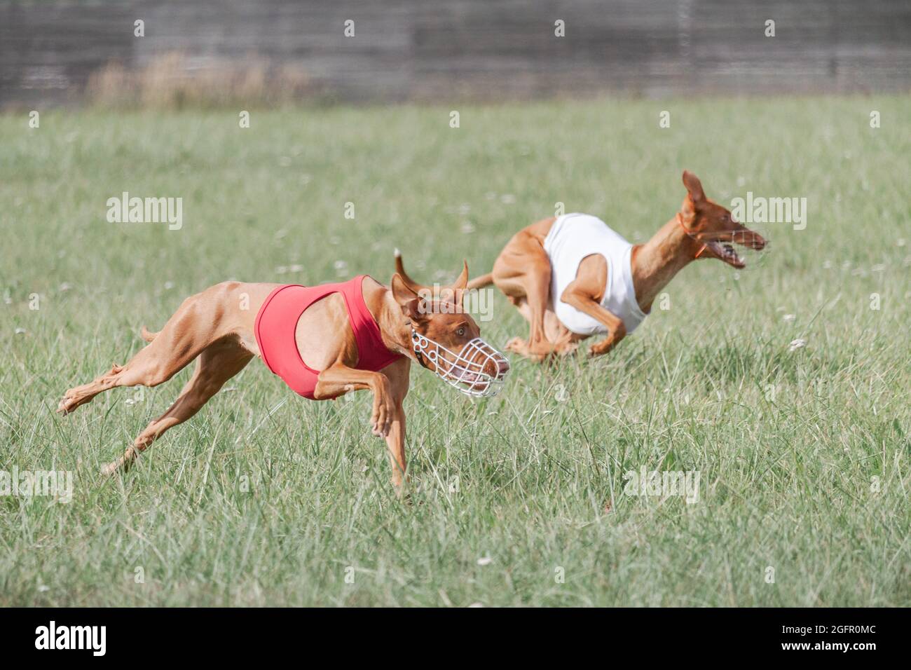 Coursing hound deals