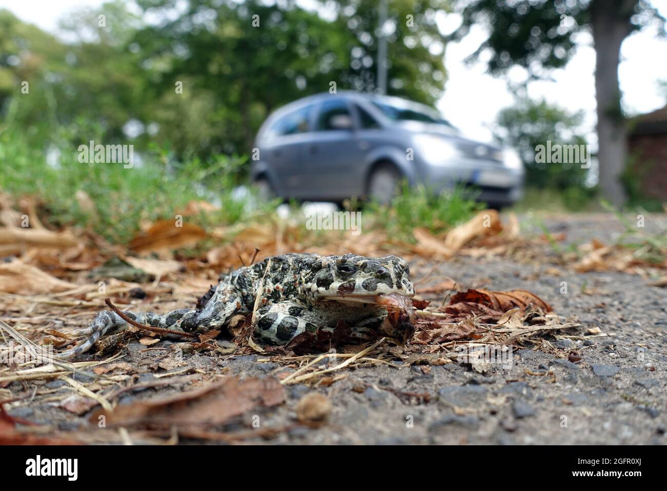 dead green toad (Bufotes viridis) full of fly eggs on the roadside Stock Photo