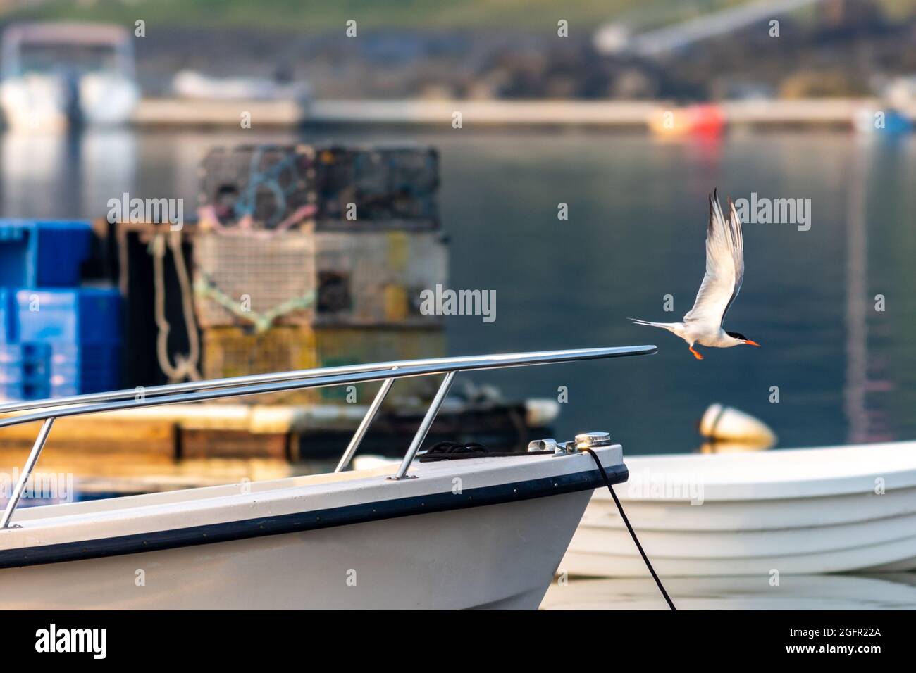Common Tern perched on boat railing with lobster docks and skiffs on a calm morning in Maine Stock Photo