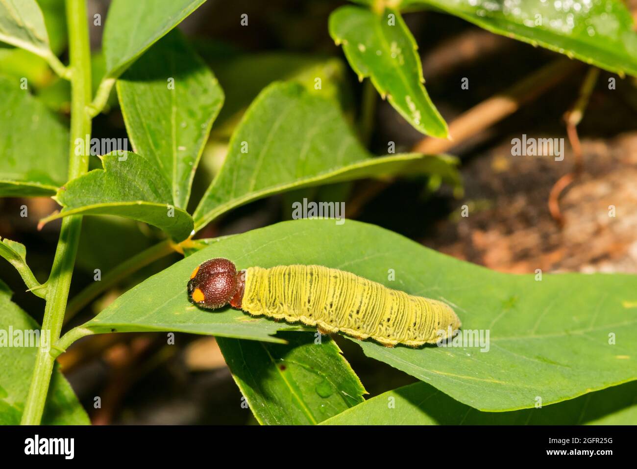 Silver-Spotted Skipper Caterpillar (Epargyreus clarus) Stock Photo