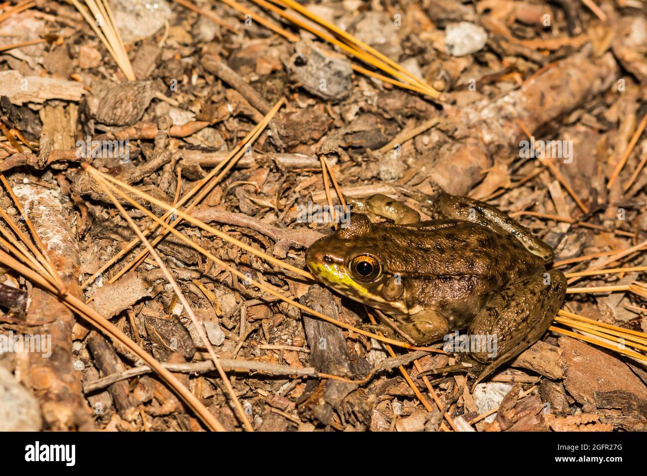 Green Frog (Lithobates clamitans) Stock Photo