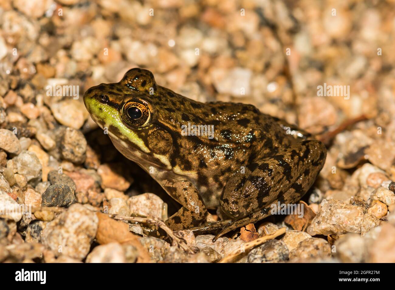 Green Frog (Lithobates clamitans) Stock Photo