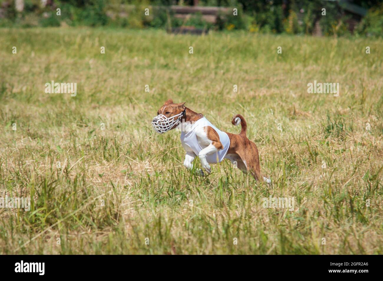 Basenji puppy first time running on dog sport competition Stock Photo Alamy