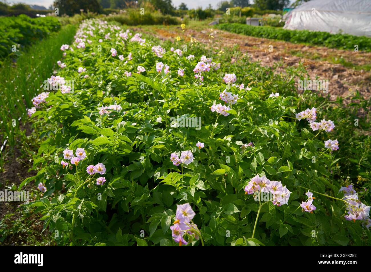 Potato blue sky flower plant color hires stock photography and images