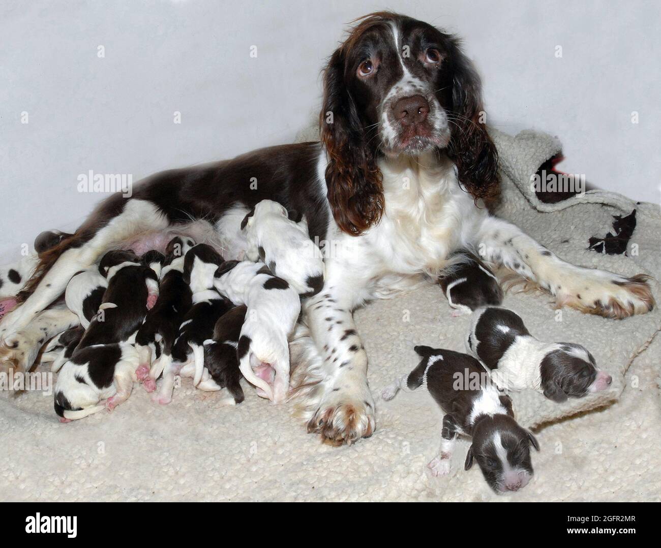 Do Dogs Die Giving Birth