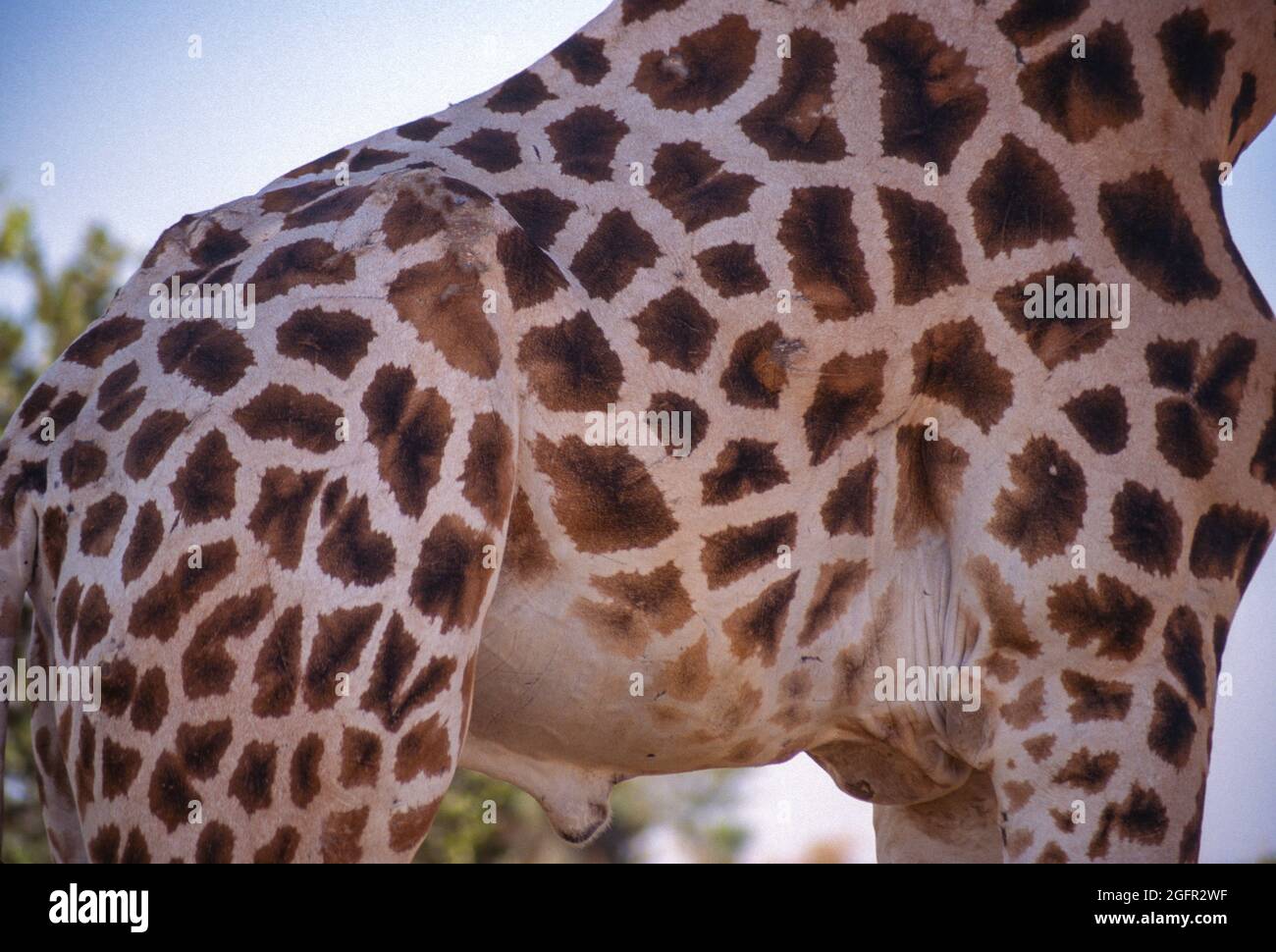 Koure, Niger. Close-up of Giraffe's Skin Pattern. Giraffa ...