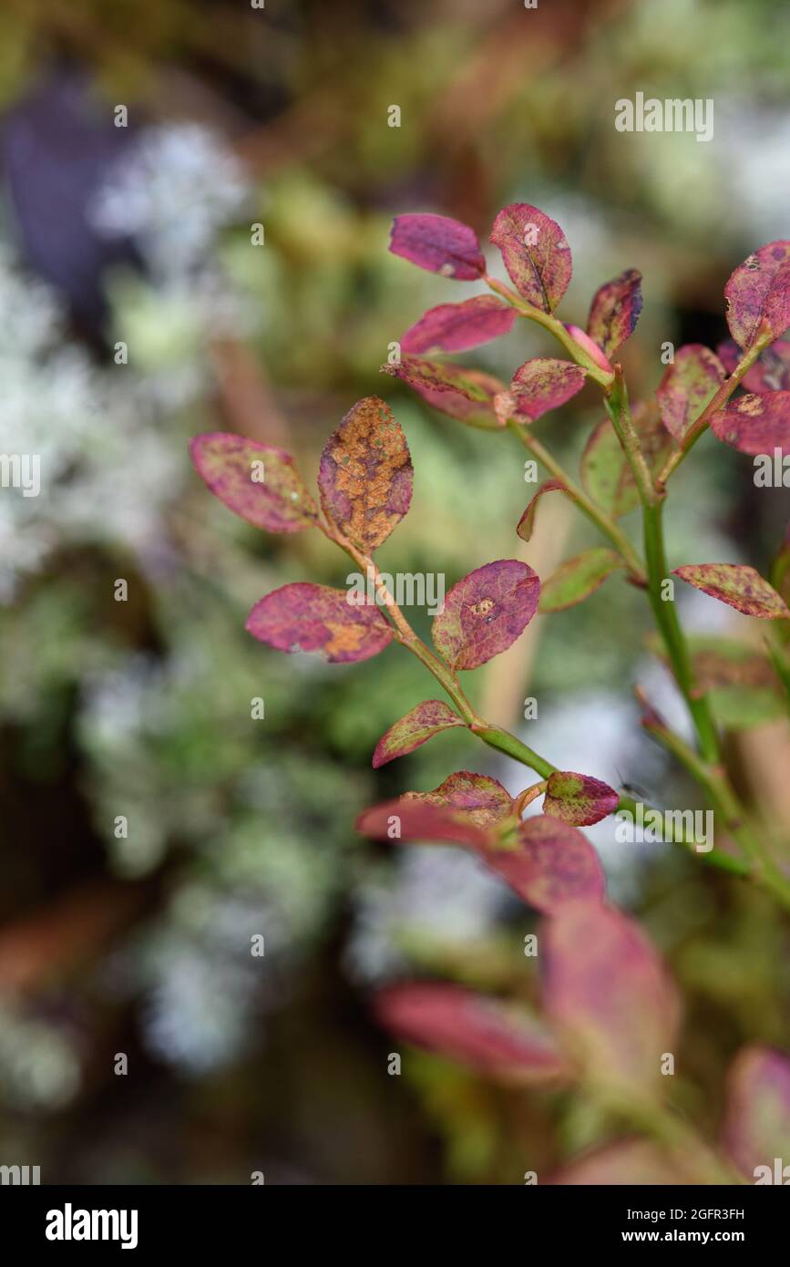 bcp carnivorous plants Venus flytrap 'BCP Z02' – Carnivorous Plant Store