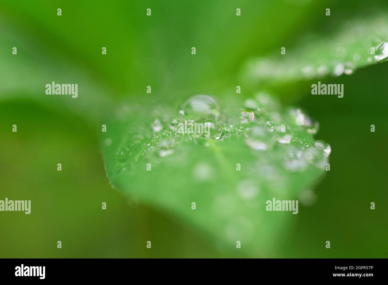 Waterdrops on a lupine leaf as a close up Stock Photo