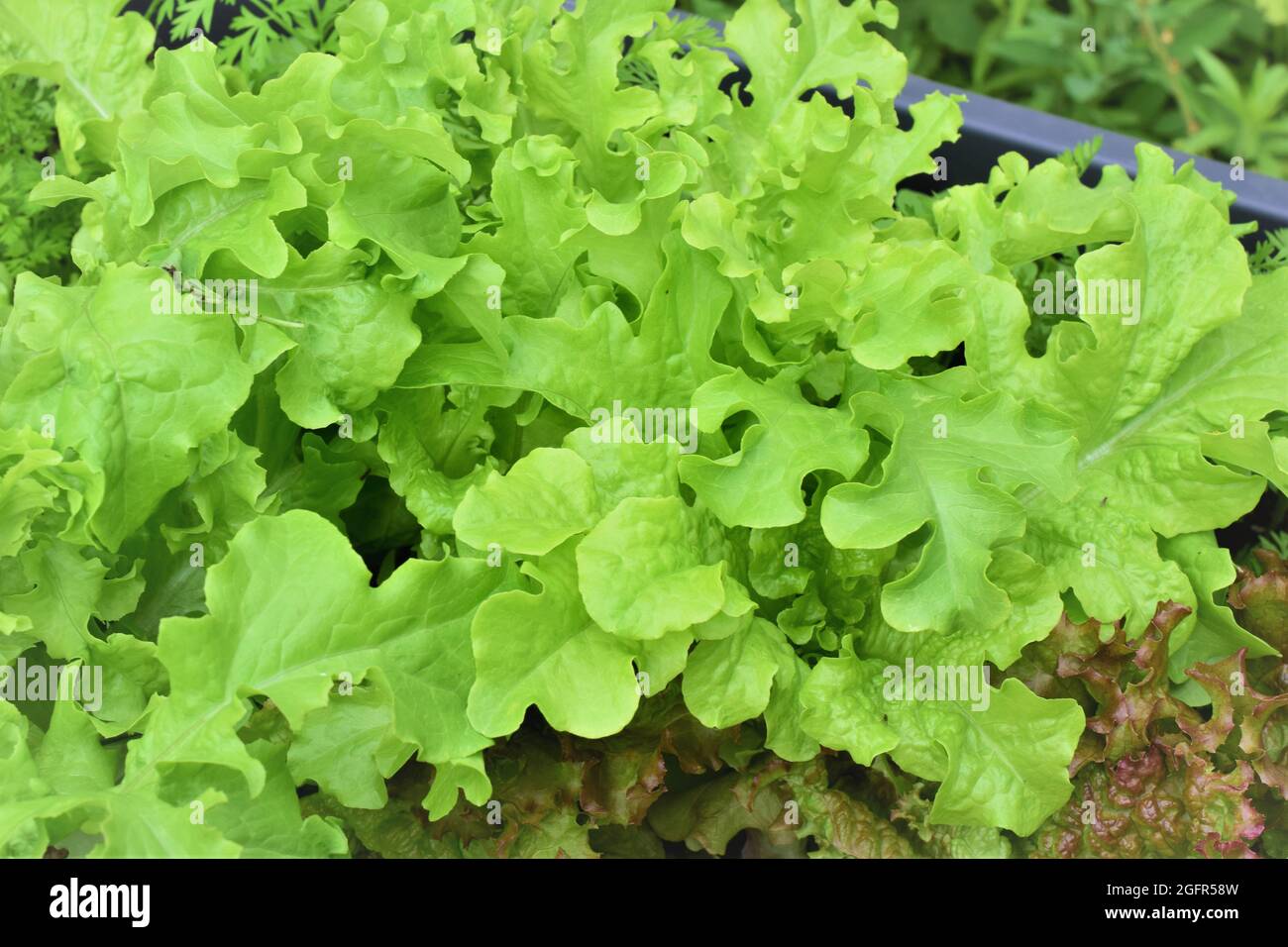green pick salad as a close up Stock Photo