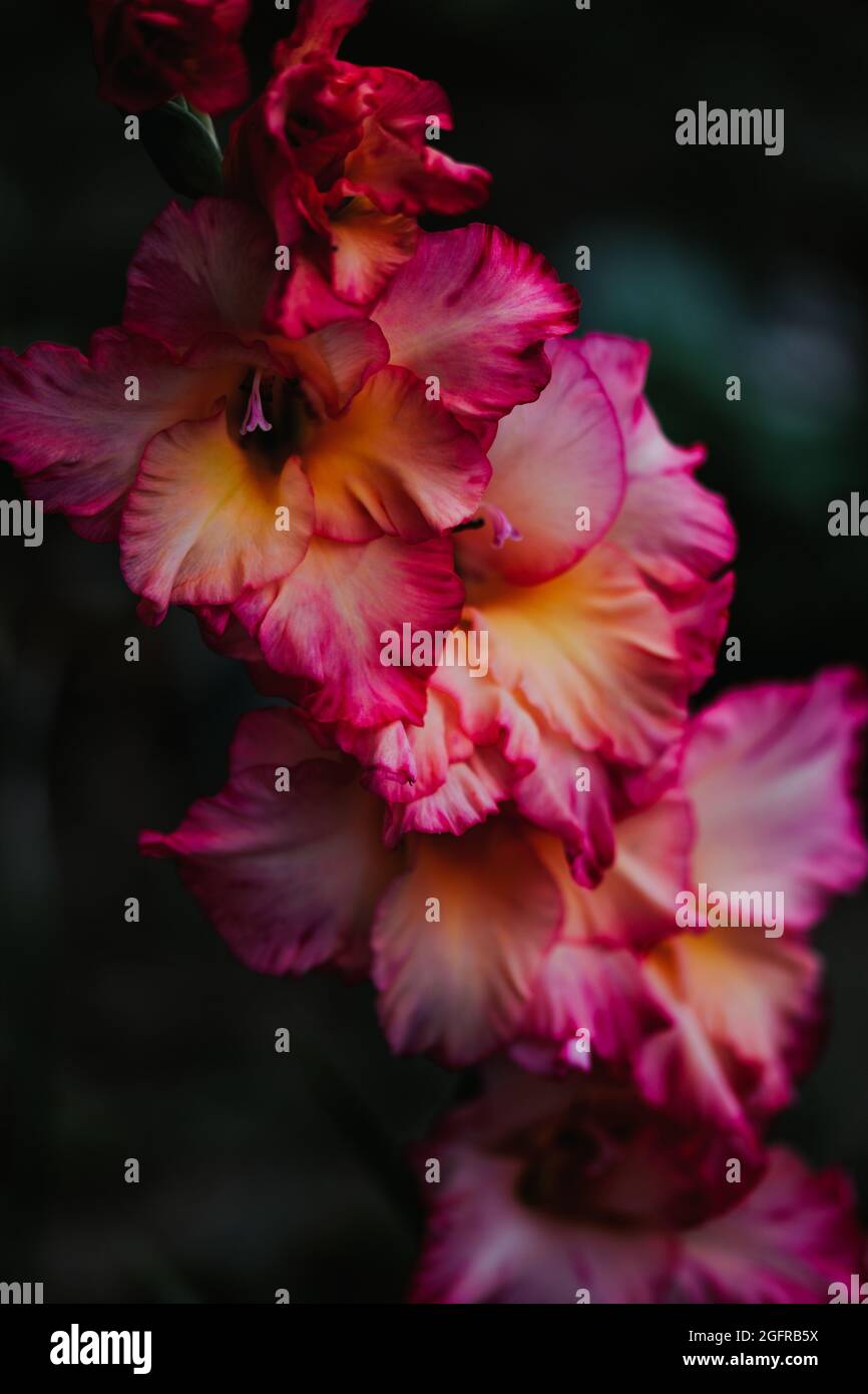 Vertical shot of blooming pink Gladiolus flower Stock Photo