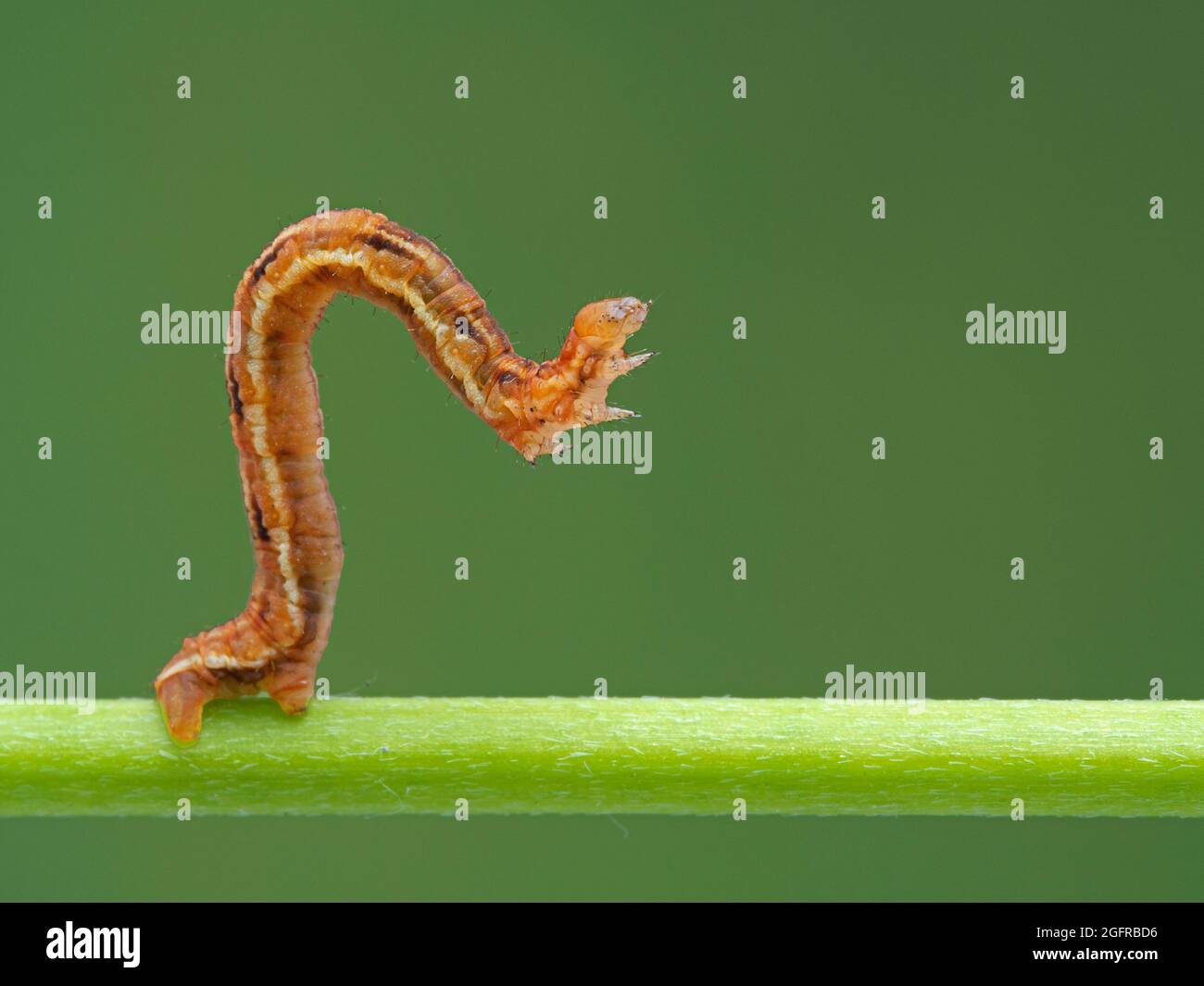 pretty orange and brown Geometrid moth caterpillar (looper or inchworm) crawling forward in characteristic looping movement on a green plant stem Stock Photo