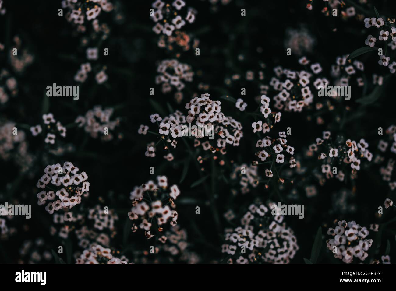 Closeup shot alyssum flowers hi-res stock photography and images - Alamy