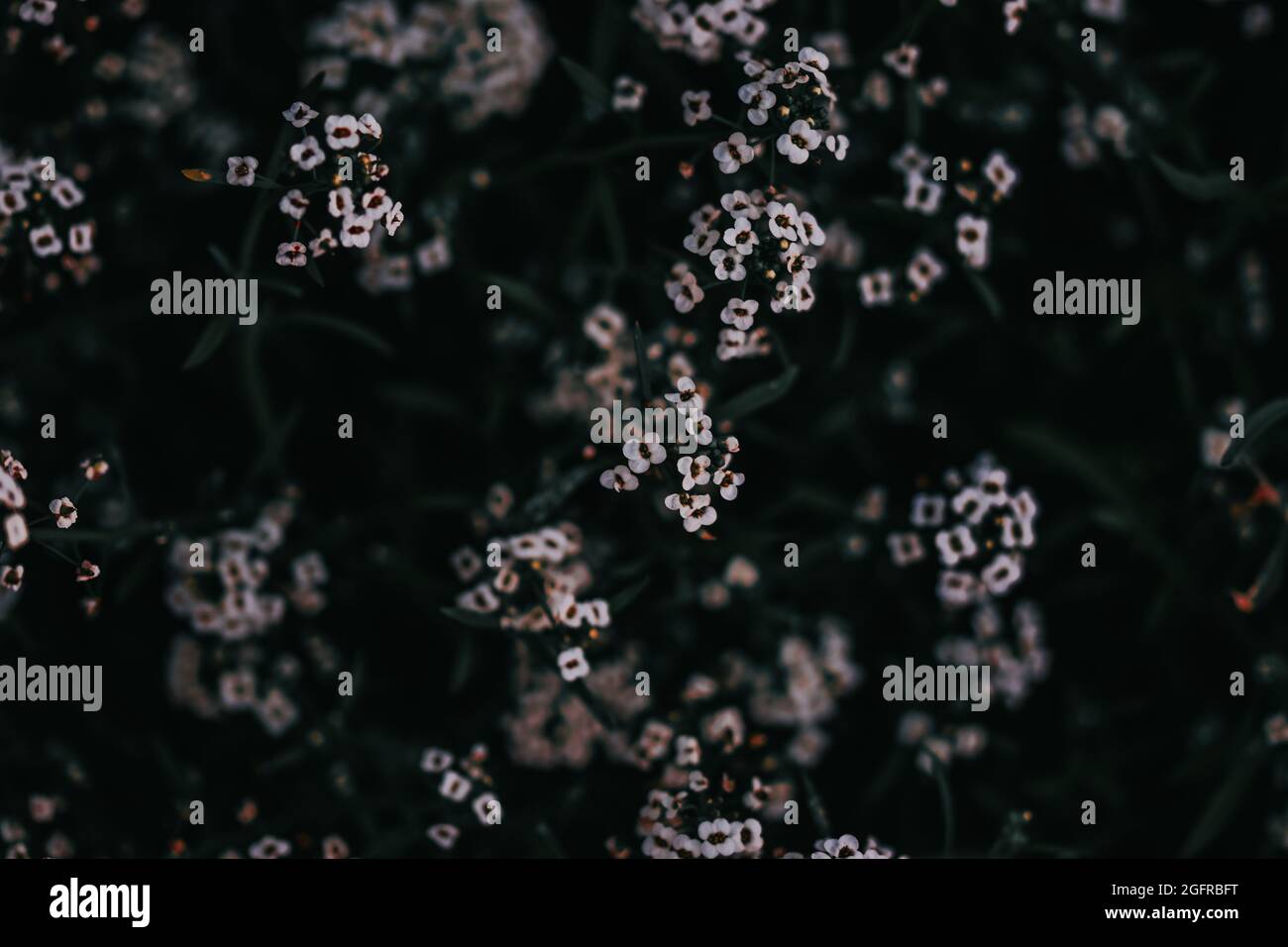 Closeup shot of white Alyssum flowers in the garden Stock Photo - Alamy