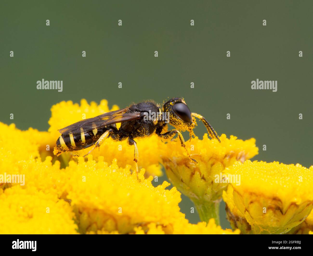 cute, tiny squarehead wasp, Ectemnius species, dusted with pollen, climbing on the bright yellow flower of a common tansy (Tanacetum vulgare) Stock Photo