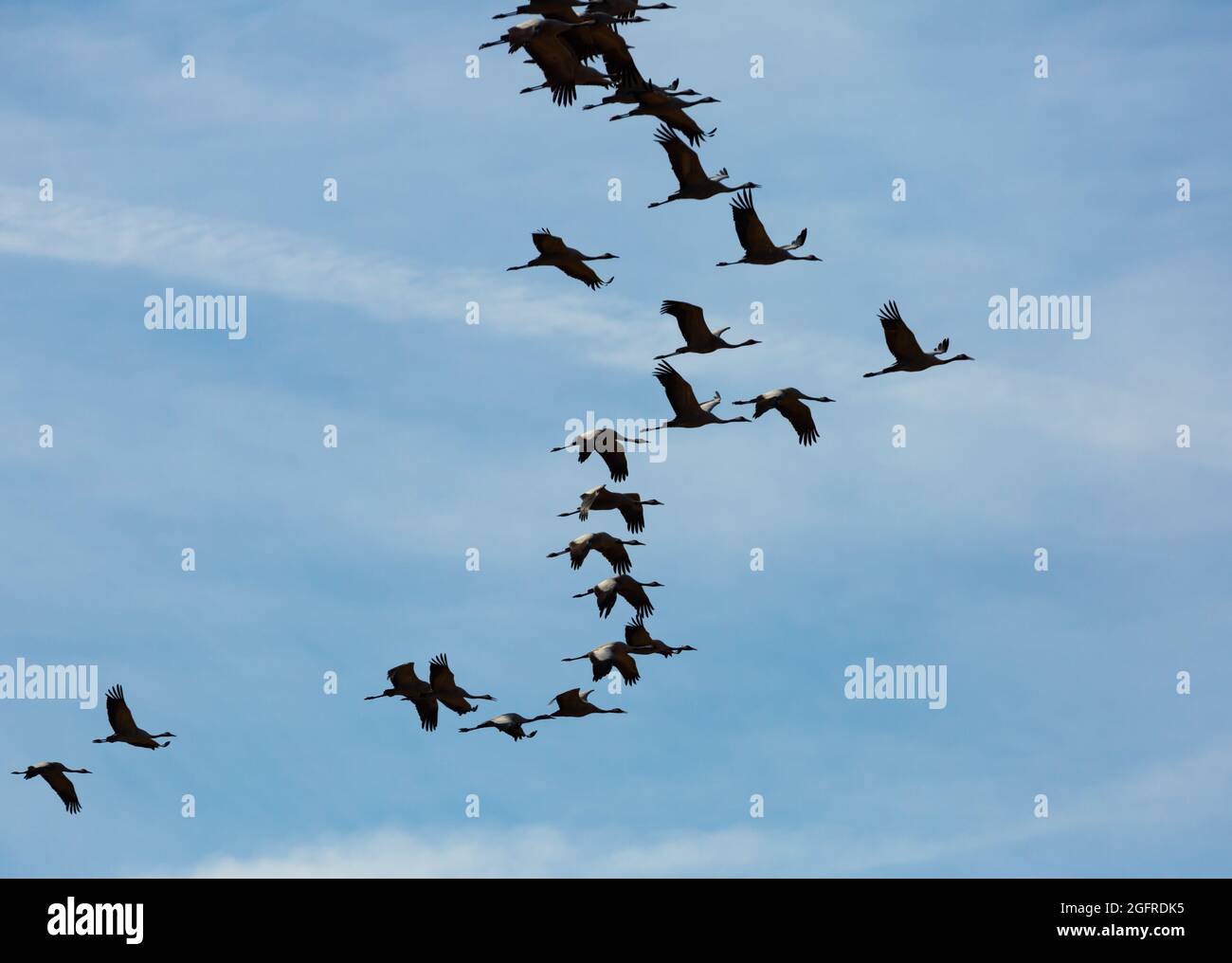 Cranes flying in blue sky Stock Photo - Alamy