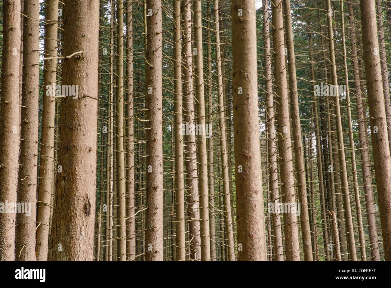 Bark beetles damaged the trees in the forest Stock Photo - Alamy