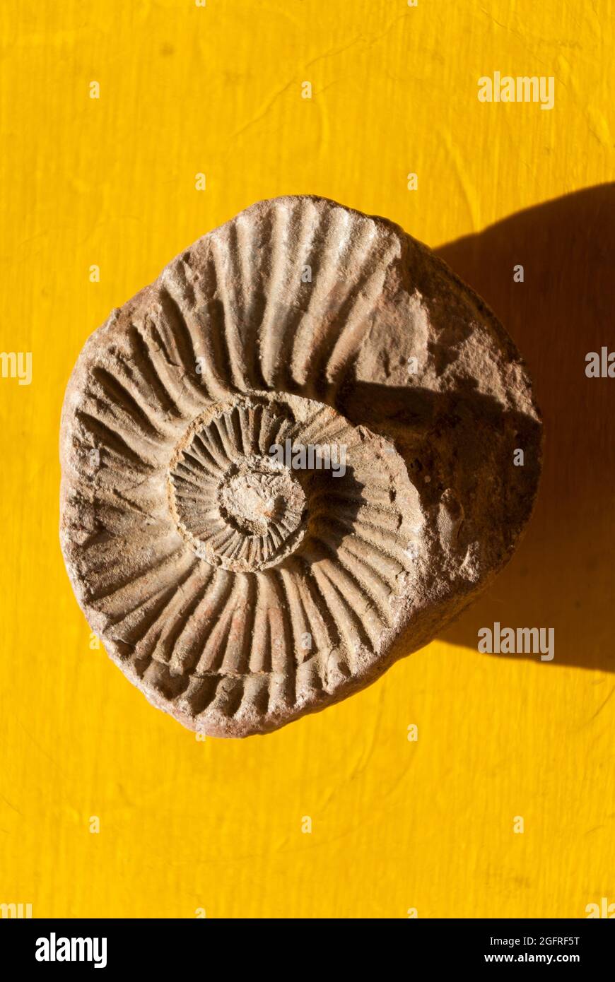 Rock detail with fossil Stock Photo