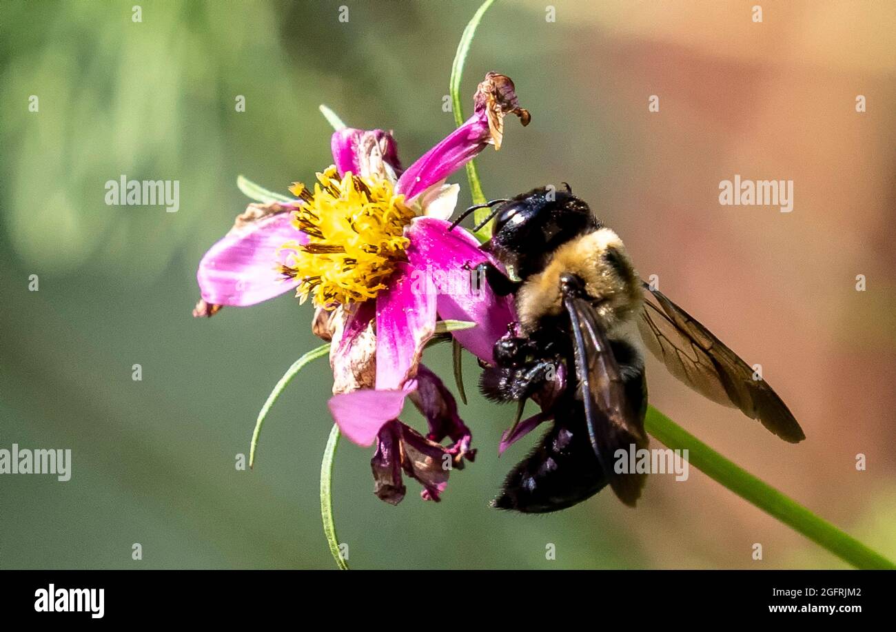 Bumblebee pollinates a garden flower Stock Photo