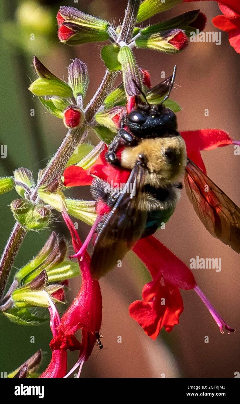 Bumblebee pollinates a garden flower Stock Photo