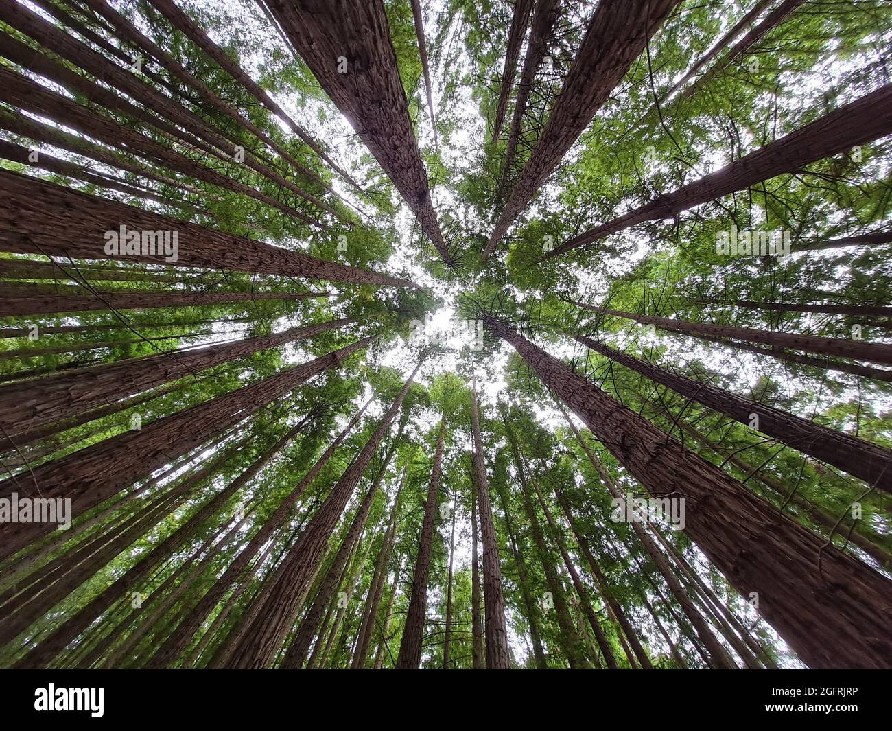 Low angle shot of tall trees in the forest in the daylight Stock Photo ...