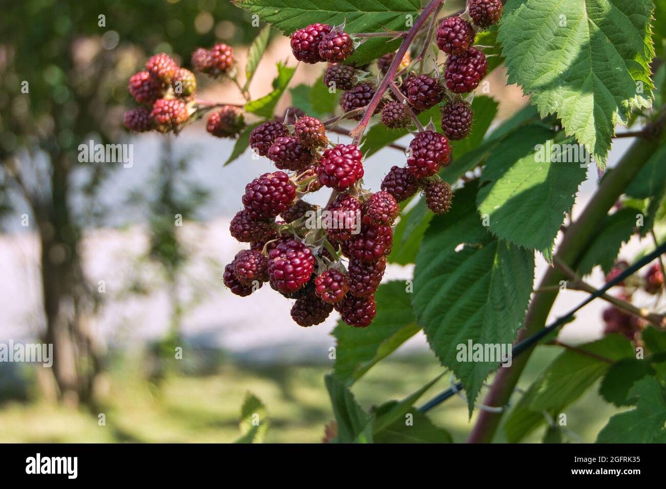 Ripening blackberries on the bush Stock Photo - Alamy
