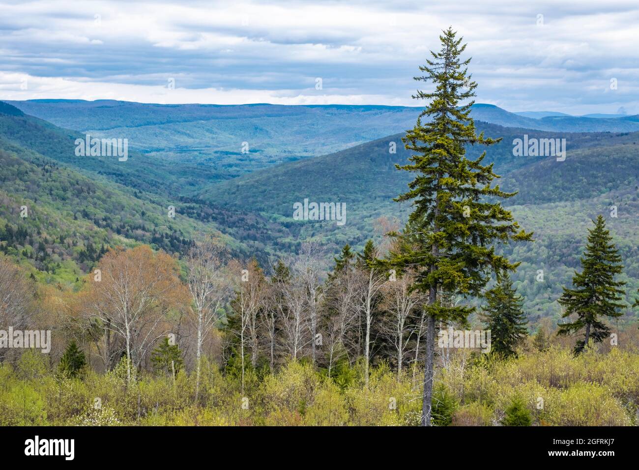 West Virginia Scenic Overlook, State Highway 150, showing new growth after clear cutting of forest. Late spring. Stock Photo