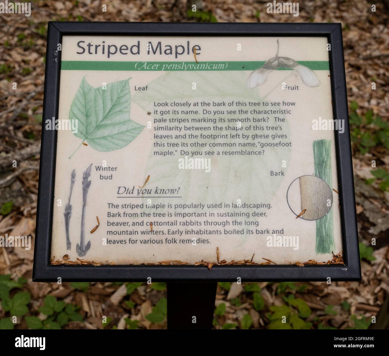Cranberry Hill, West Virginia. Educational Sign about the Striped Maple Tree. Stock Photo