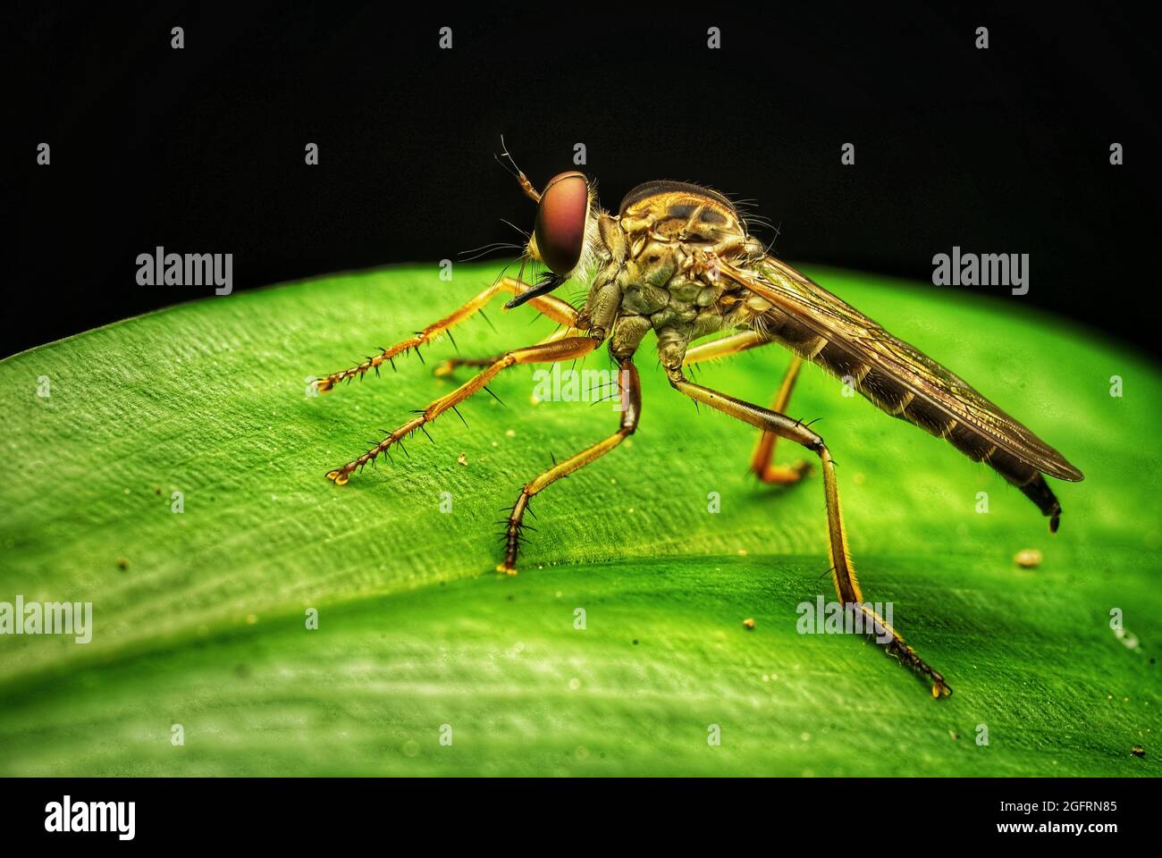Closeup of a small insect with the blurred background Stock Photo - Alamy