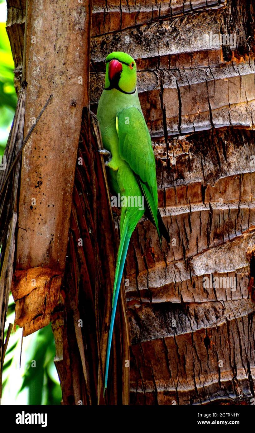 The rose-ringed parakeet (Psittacula krameri), also known as the ring-necked parakeet, is a medium-sized parrot in the genus Psittacula, of the family Stock Photo