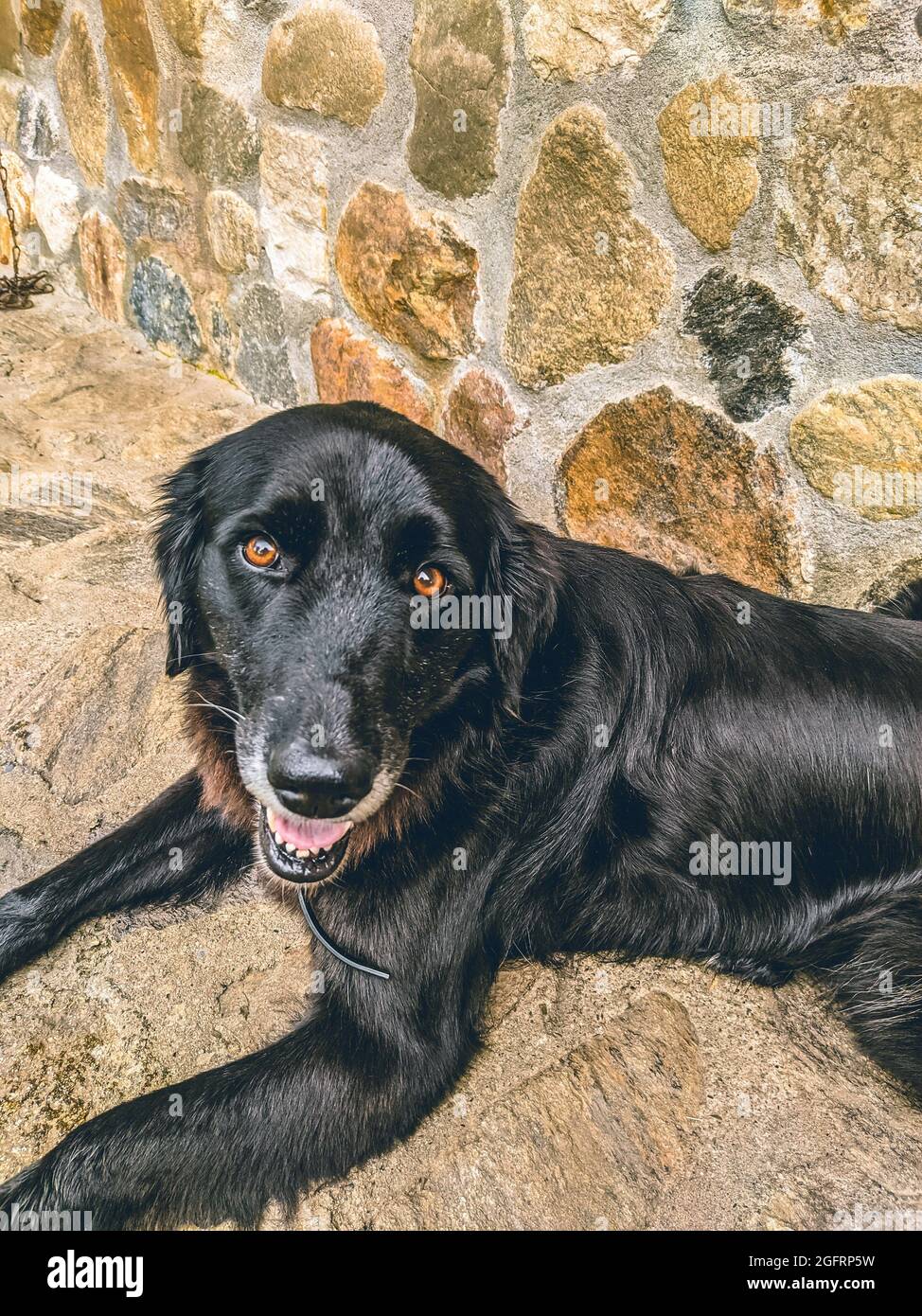 Vertical shot of a black stray dog lying on the ground in the daylight ...