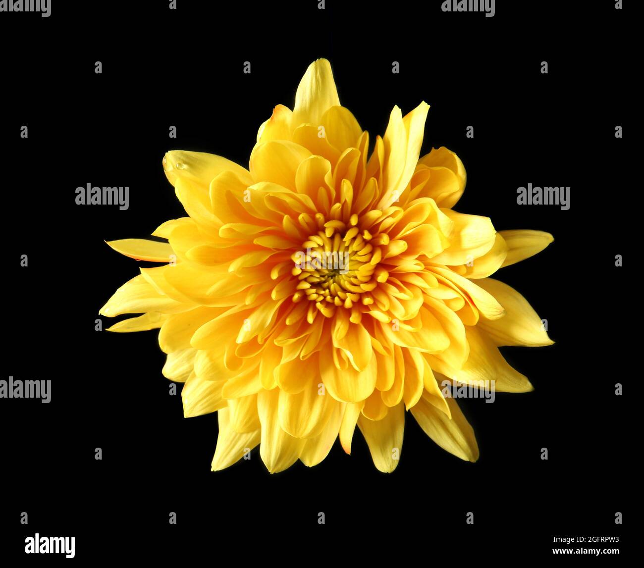 Yellow daisy flower on black background Stock Photo - Alamy