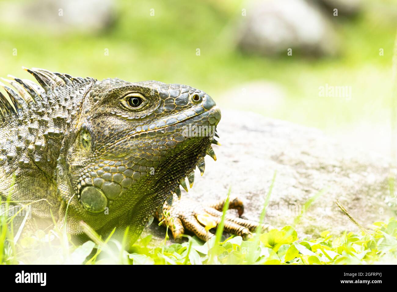 Iguana Verde Stock Photo