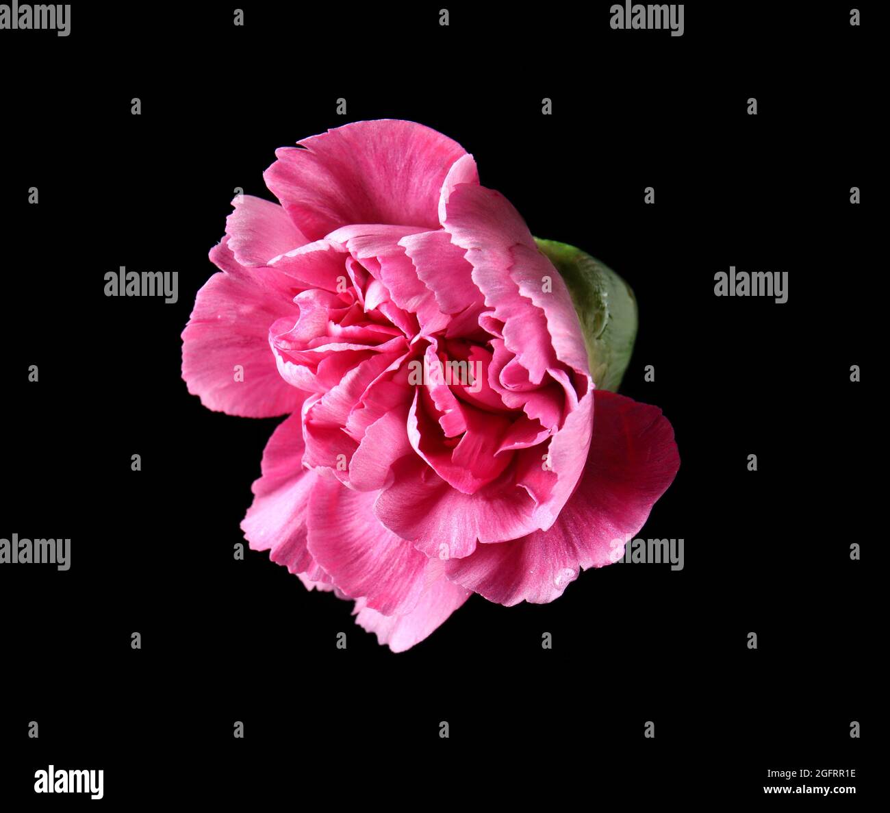 Beautiful pink carnation flower on black background Stock Photo - Alamy