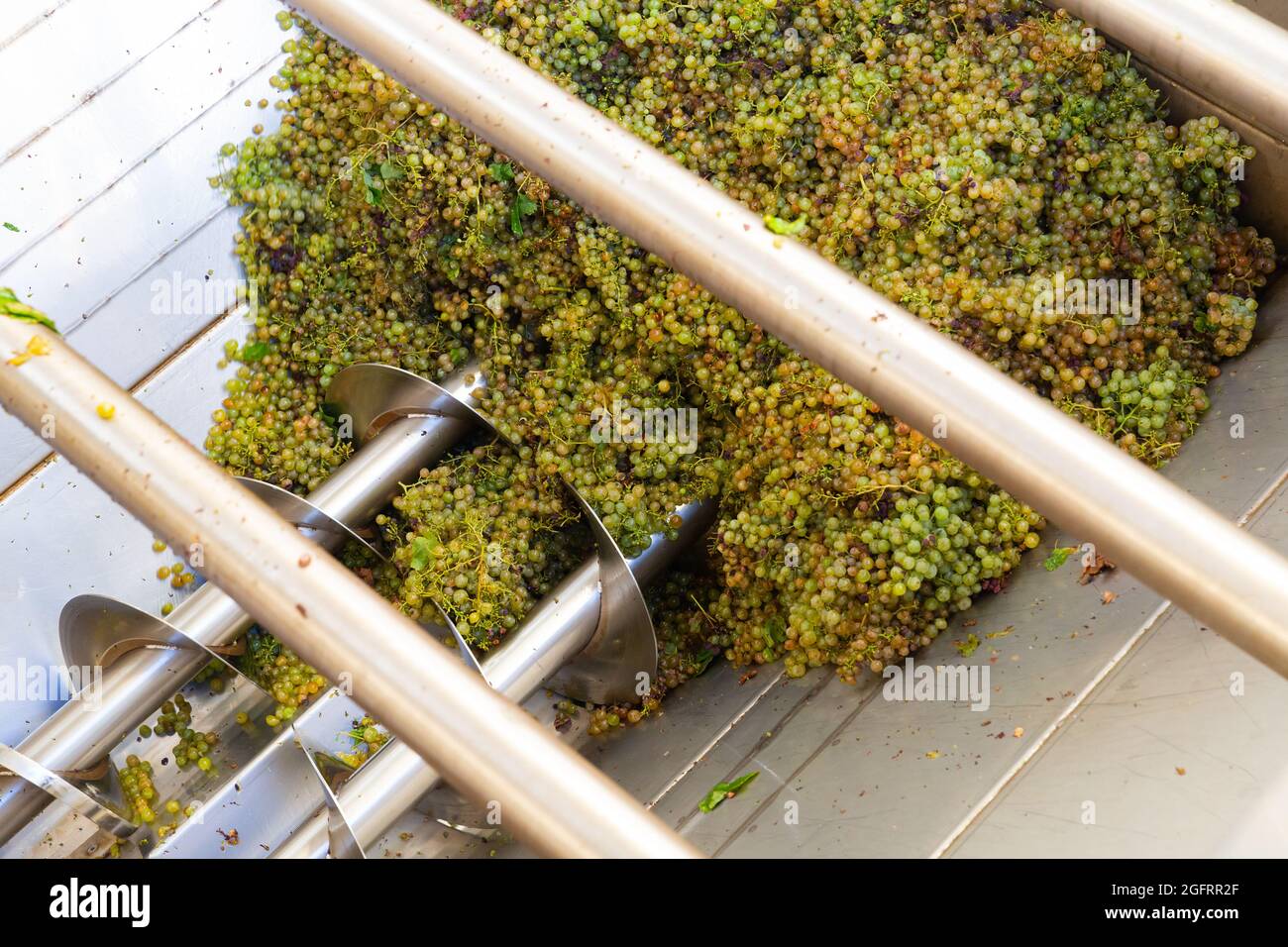 Grape Processing White grape in crusher destemmer, winemaking process Stock Photo - Alamy