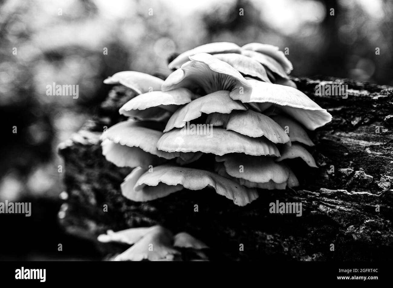 White Oyster Mushrooms growing on a decaying log in a forest Stock Photo