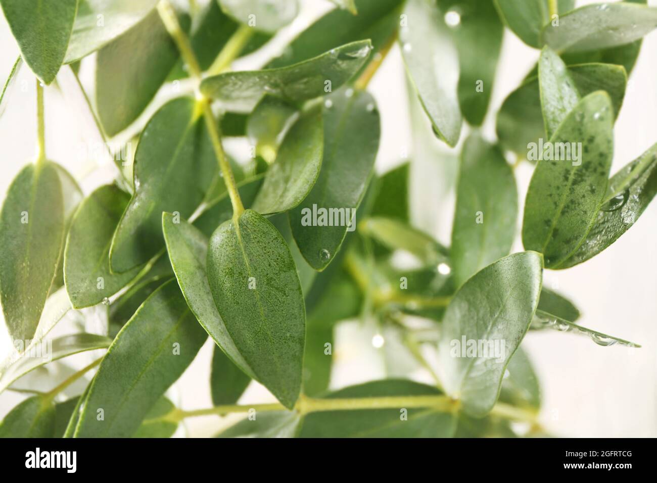 Green eucalyptus branches in water Stock Photo Alamy