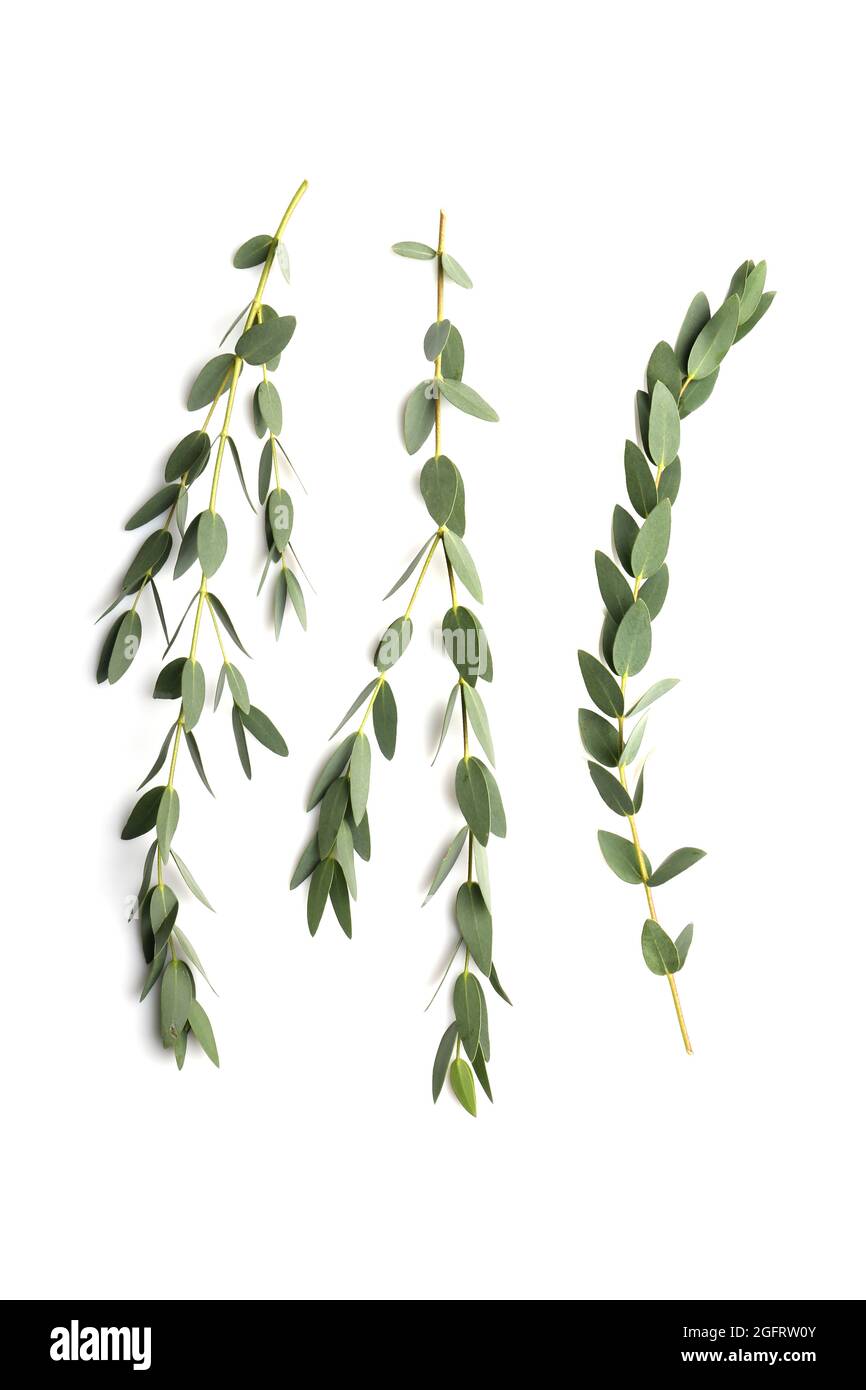 Green eucalyptus branches on white background Stock Photo Alamy