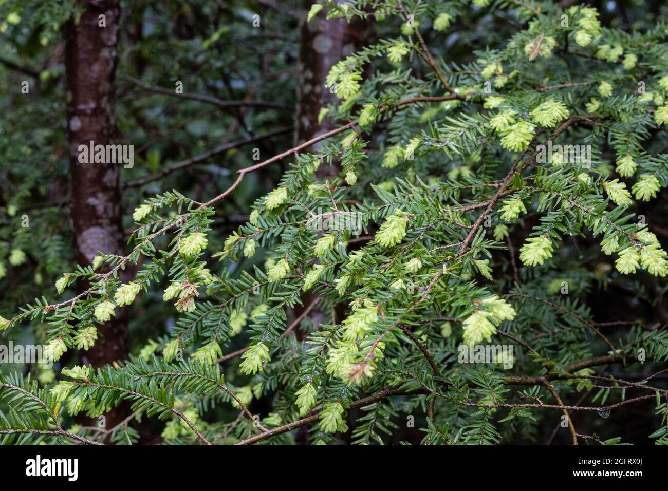 New River Gorge National Park, West Virginia.  New Spring Growth on a Conifer along the Endless Wall Trail. Stock Photo