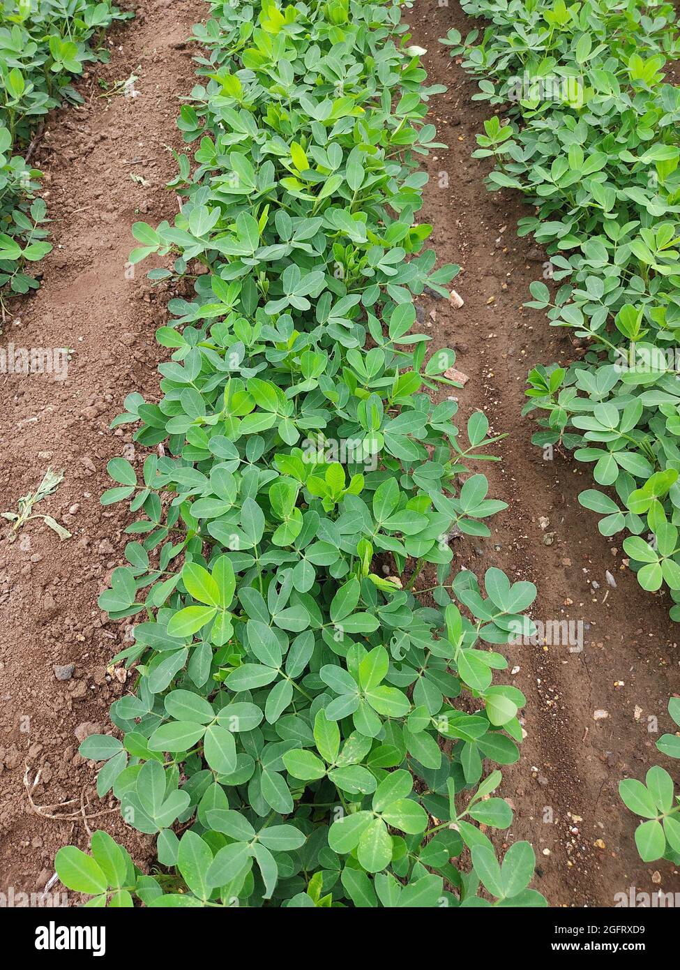 Closeup Pinto Peanut use to be ground cover plant or cover cropping show the green background