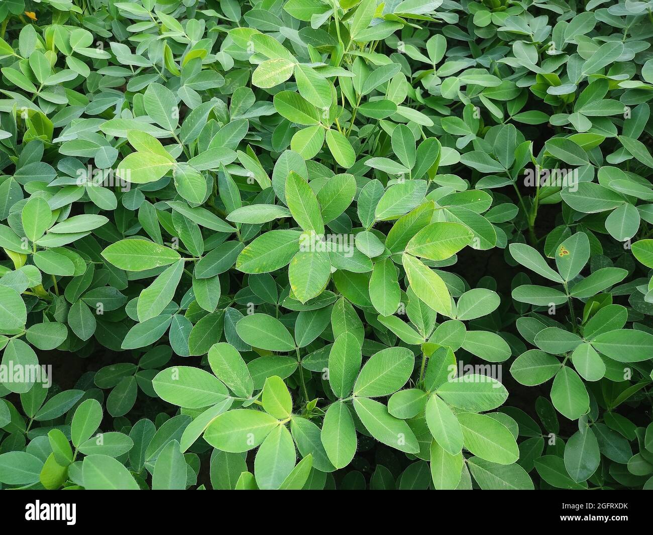 Close up background of bright green peanut leaves. Growing groundnut