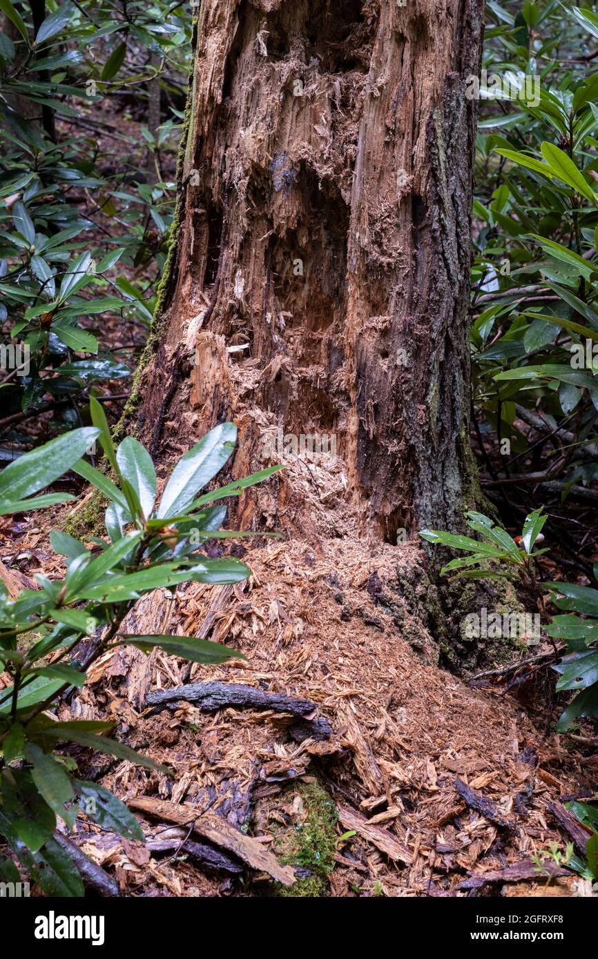 New River Gorge National Park, West Virginia.  Evidence of Bear Digging for Grubs in Decaying Tree Trunk along the Endless Wall Trail near Fern Creek Stock Photo