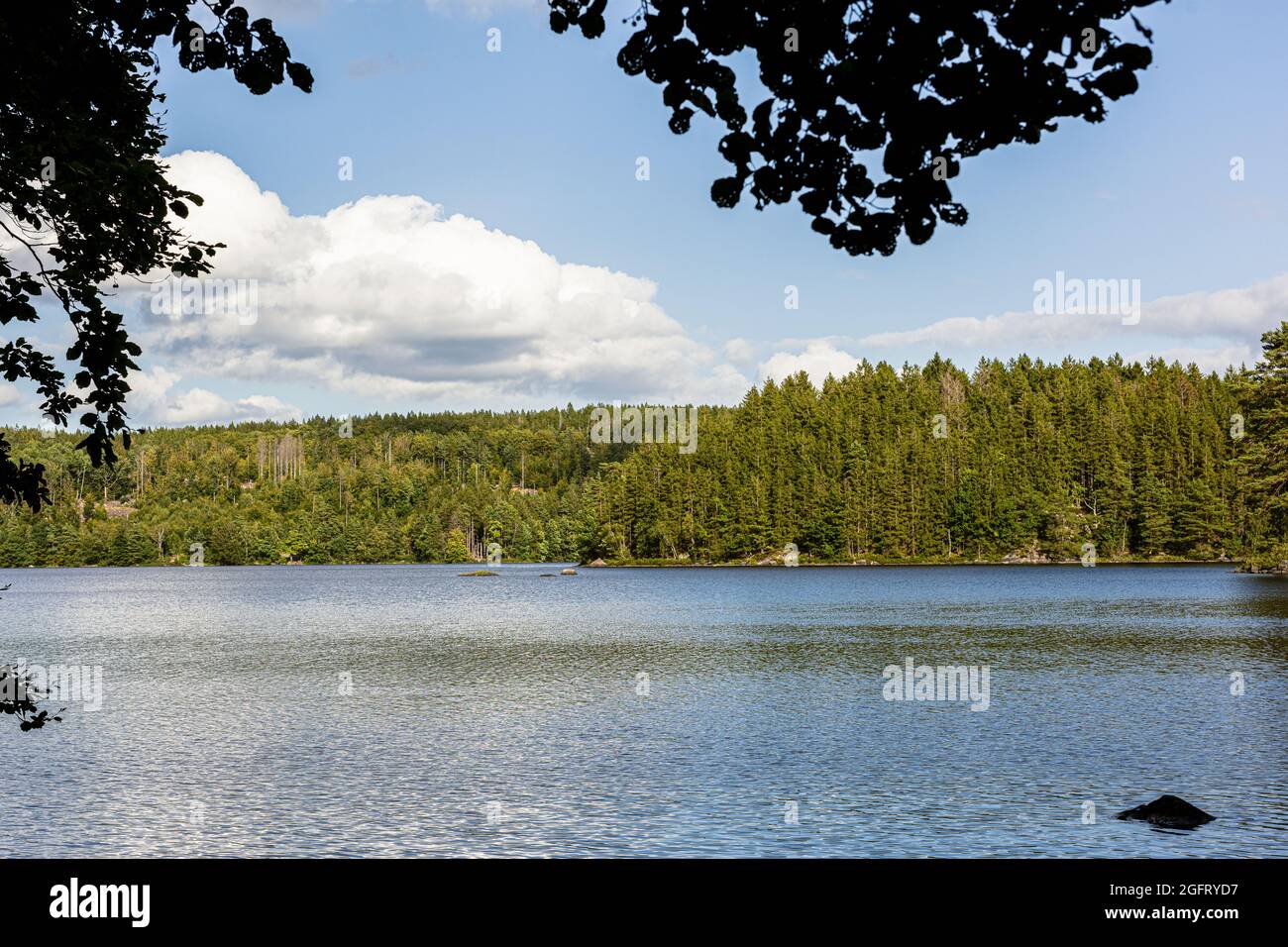 Picture of a forest and a lake on a sunny day Stock Photo