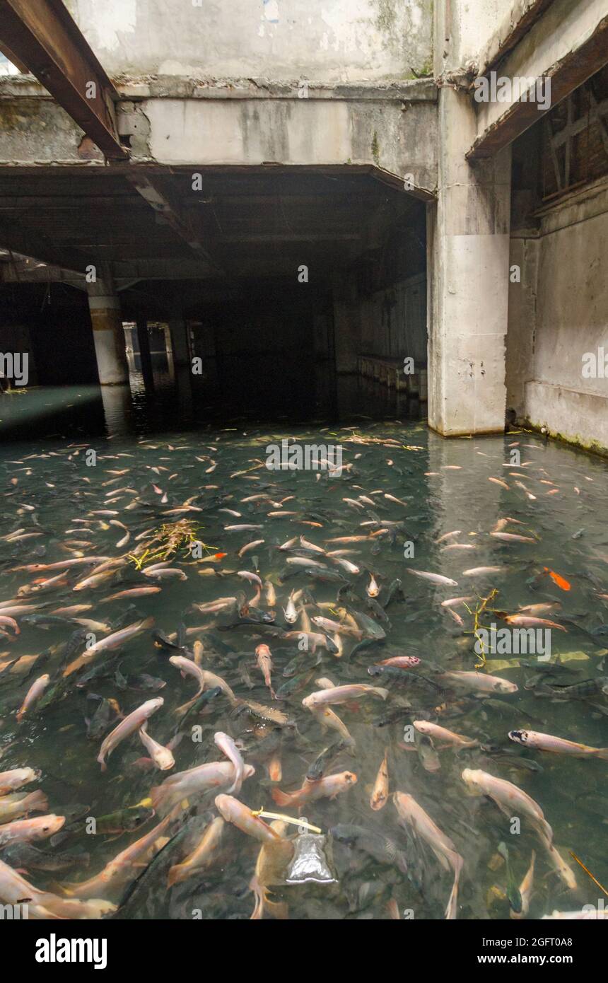 Abandoned and flooded mall filled with fish in Bangkok, Thailand