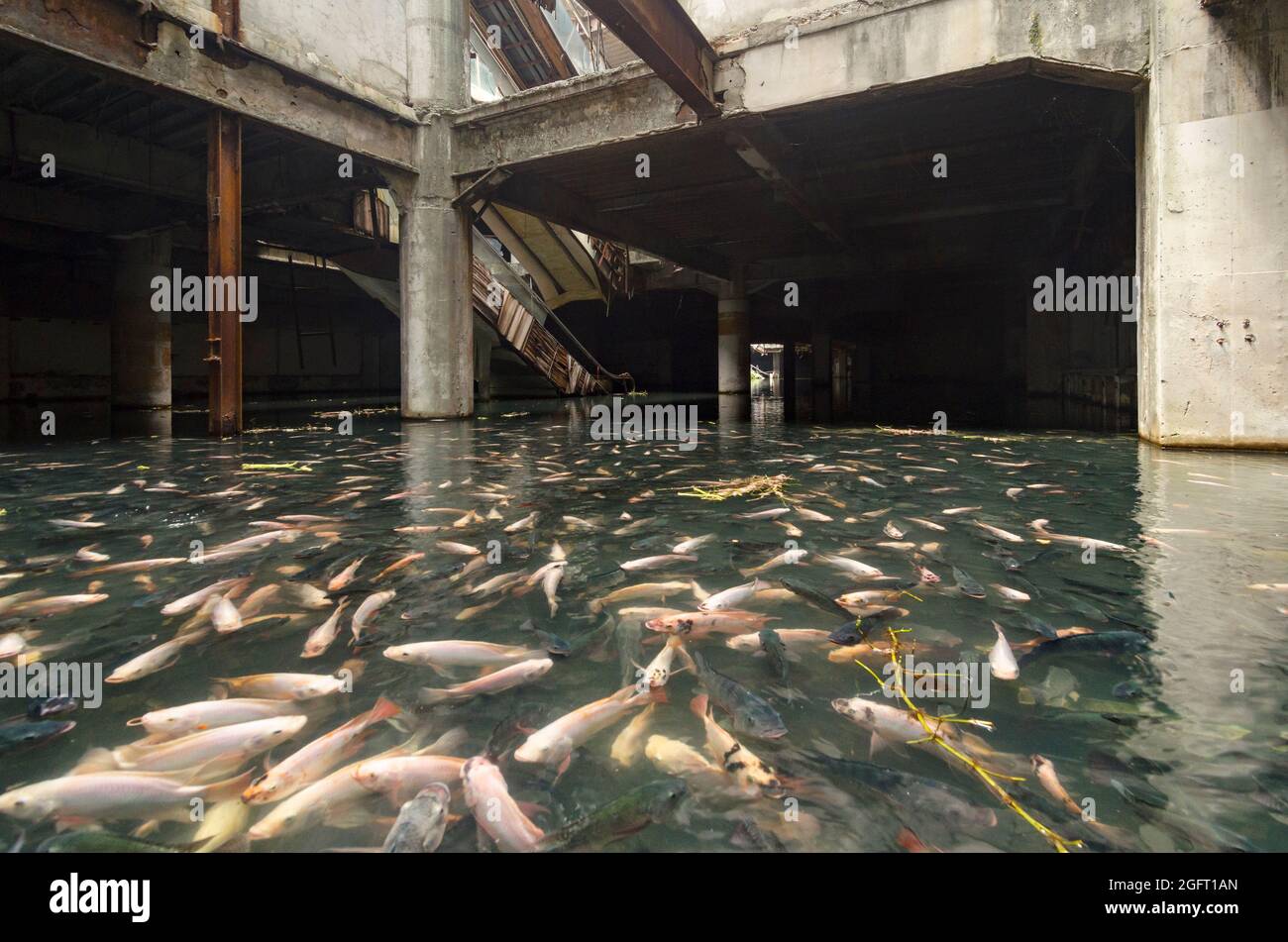 Abandoned and flooded mall filled with fish in Bangkok, Thailand Stock  Photo - Alamy