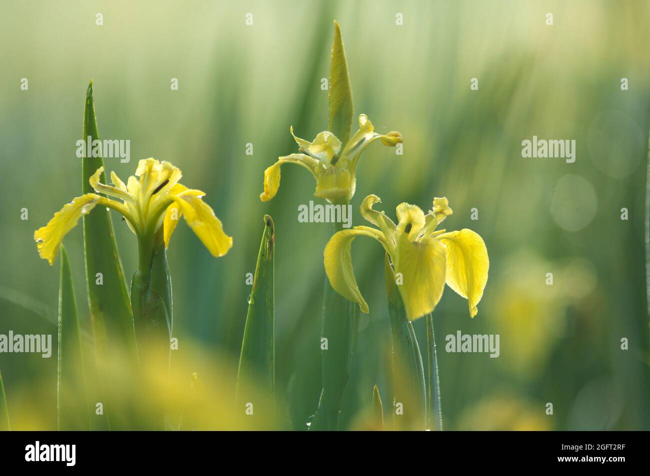 Three yellow flowering irises Stock Photo