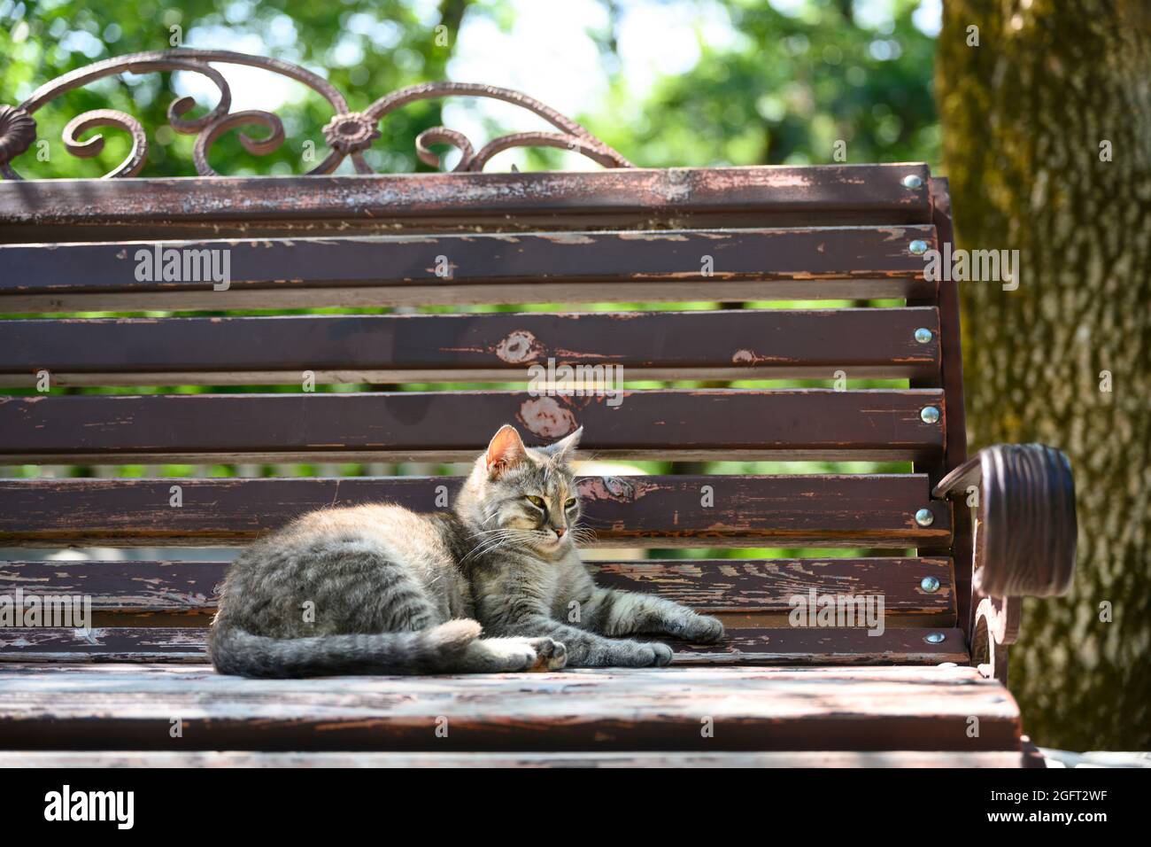 A homeless gray cat with green eyes on a park bench Stock Photo - Alamy