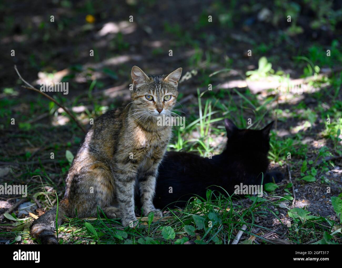 Gray-red stray cat on the background of a black tomcat on the grass in the park Stock Photo