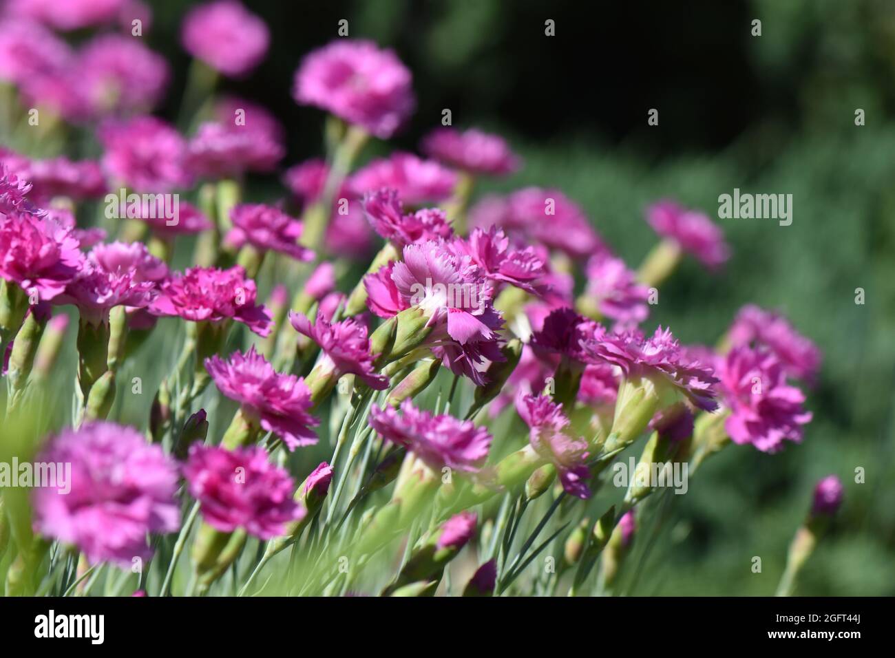 Closeup shot of blooming Sweet William flowers Stock Photo