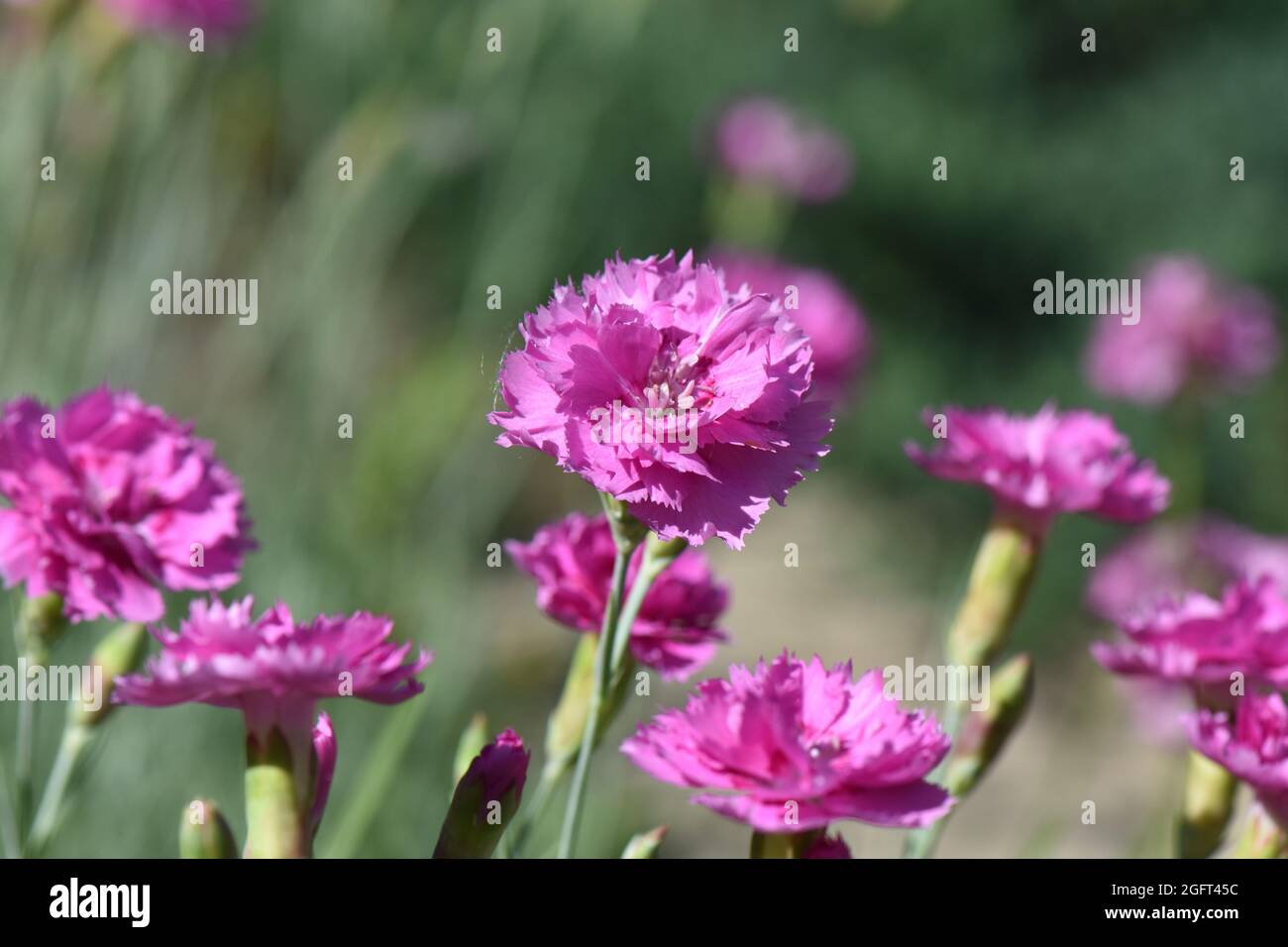 Closeup shot of blooming Sweet William flowers Stock Photo