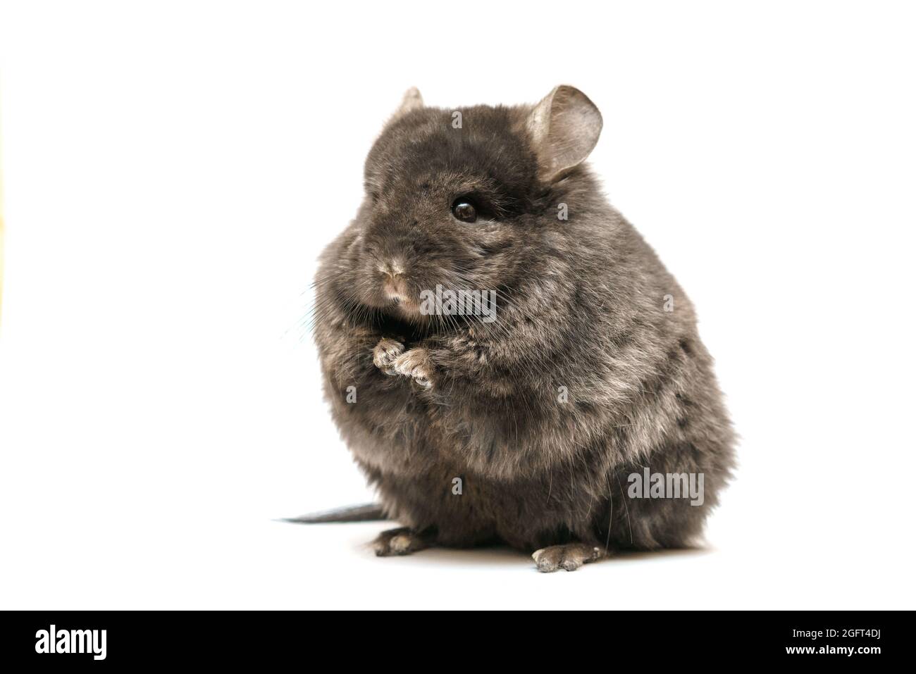 Black cute chinchilla on a white background. Furry pet Stock Photo - Alamy